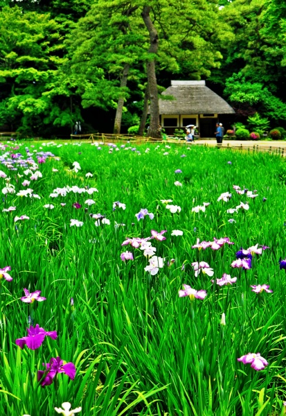 2017 05 31　小石川後楽園