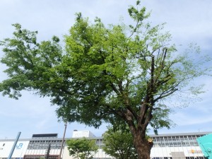 P4120026