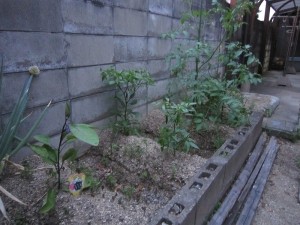 IMG_1331